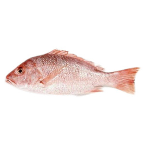 Redsnaper Fish Medium 1 Kg